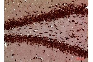 Immunohistochemical analysis of paraffin-embedded rat-brain, antibody was diluted at 1:100.