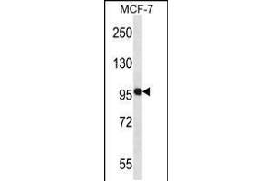 Western Blotting (WB) image for anti-Neural Precursor Cell Expressed, Developmentally Down-Regulated 9 (NEDD9) (AA 335-363) antibody (ABIN5534368)