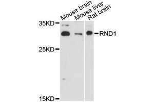Western blot analysis of extracts of various cell lines, using RND1 antibody (ABIN6290884) at 1:3000 dilution. (RND1 抗体)