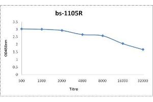 Antigen: 0. (Caspase 12 抗体  (AA 201-300))