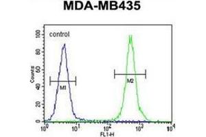 Flow cytometric analysis of MDA-MB435 cells using Haptoglobin Antibody (Center) Cat. (Haptoglobin 抗体  (Middle Region))