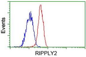 HEK293T cells transfected with either RC220725 overexpress plasmid (Red) or empty vector control plasmid (Blue) were immunostained by anti-RIPPLY2 antibody (ABIN2453597), and then analyzed by flow cytometry. (RIPPLY2 抗体)