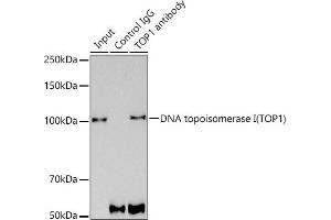 Immunoprecipitation (IP) image for anti-Topoisomerase (DNA) I (TOP1) antibody (ABIN7270850)