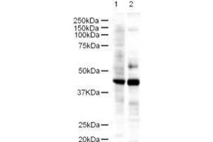 Western blot using  Affinity Purified anti-LDB2 antibody shows detection of a 43-kDa band corresponding to LDB2 in a lysates prepared from human kidney (lane 1) and mouse spleen (lane 2) tissues. (LIM Domain Binding 2 Protein 抗体  (AA 107-120))