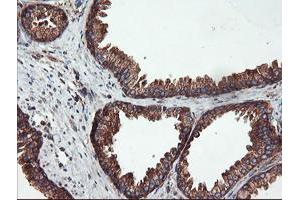 Image no. 1 for anti-Ubiquitin Specific Peptidase 9, X-Linked (USP9X) (AA 2246-2570) antibody (ABIN1491228) (USP9X 抗体  (AA 2246-2570))