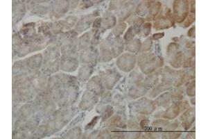 Image no. 1 for anti-Serine/threonine-Protein Kinase MST4 (MST4) (AA 1-138) antibody (ABIN599255) (STK26/MST4 抗体  (AA 1-138))