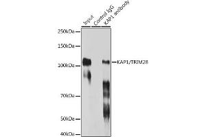 Immunoprecipitation analysis of 300 μg extracts of HeLa cells using 3 μg K/TRIM28 antibody (ABIN7270986). (KAP1 抗体)