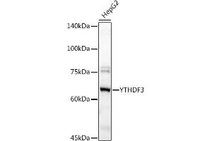 Western blot analysis of extracts of HepG2 cells, using YTHDF3 antibody (ABIN6130934, ABIN6150345, ABIN6150346 and ABIN6224441) at 1:1000 dilution. (YTHDF3 抗体  (AA 1-275))