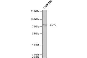 Western blot analysis of extracts of U-251MG cells, using CDYL antibody (ABIN6131561, ABIN6138368, ABIN6138369 and ABIN6221862) at 1:1000 dilution. (CDYL 抗体  (AA 245-544))