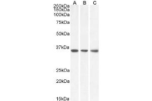 ABIN5539864 (0. (MDH2 抗体  (Internal Region))