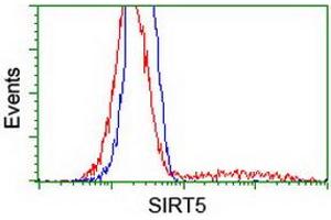 HEK293T cells transfected with either RC200189 overexpress plasmid (Red) or empty vector control plasmid (Blue) were immunostained by anti-SIRT5 antibody (ABIN2454823), and then analyzed by flow cytometry. (SIRT5 抗体)