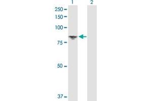 Western Blot analysis of DGKA expression in transfected 293T cell line by DGKA MaxPab polyclonal antibody. (DGKA 抗体  (AA 1-735))