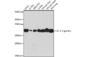 Western blot analysis of extracts of various cell lines, using 14-3-3 gamma Rabbit mAb (ABIN7265311) at 1:1000 dilution. (14-3-3 gamma 抗体)