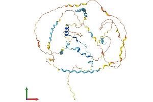 AlphaFold protein structure predicition of Human Recombinant WIPF3 Protein, UniprotID A6NGB9