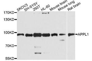 Western blot analysis of extracts of various cell lines, using APPL1 antibody. (APPL1 抗体  (AA 1-210))