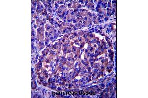 LRRN4 Antibody (C-term) (ABIN657586 and ABIN2846589) immunohistochemistry analysis in formalin fixed and paraffin embedded human pancreas tissue followed by peroxidase conjugation of the secondary antibody and DAB staining. (LRRN4 抗体  (C-Term))