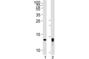 Western blot analysis of lysate from human placenta tissue lysate, SK-BR-3 cell line (left to right) using Trx2 antibody diluted at 1:1000 for each lane. (TXN2 抗体  (AA 136-166))