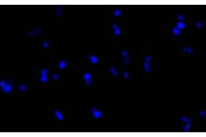 Immunofluorescence staining of Hela cells with(ABIN7153642)at 1:50, counter-stained with DAPI. (GAPDH 抗体  (AA 2-335))