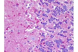 Anti-NLRP8 antibody IHC of human brain, cerebellum. (NALP8 抗体  (N-Term))