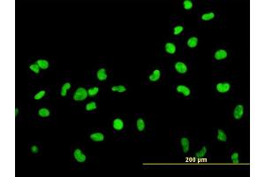 Immunofluorescence of monoclonal antibody to HMGB2 on HeLa cell. (HMGB2 抗体  (AA 1-195))