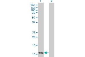 Western Blot analysis of DDT expression in transfected 293T cell line by DDT MaxPab polyclonal antibody. (DDT 抗体  (AA 1-118))