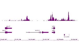 Histone H3K9ac antibody (mAb) (Clone 2G1F9) tested by ChIP-Seq.