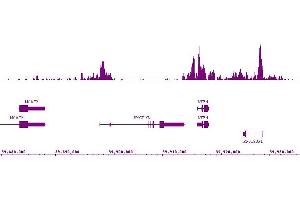 Histone H3K9ac antibody (mAb) (Clone 2G1F9) tested by ChIP-Seq. (Histone 3 抗体  (acLys9))