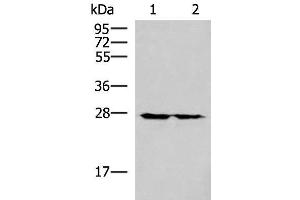 Western blot analysis of 293T cell lysates using MRPL16 Polyclonal Antibody at dilution of 1:800