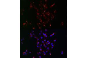 Immunofluorescence analysis of PC-12 cells using PIK3C3/VPS34 antibody (ABIN1682160, ABIN3018421, ABIN3018422 and ABIN5664583) at dilution of 1:100. (PIK3C3 抗体)