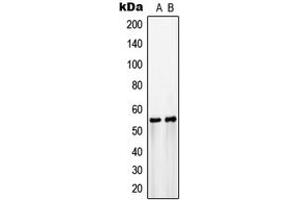 Western blot analysis of GLUT3 expression in COLO205 (A), HepG2 (B) whole cell lysates.