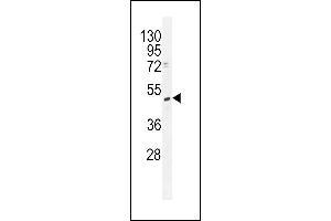 TRMT2B Antibody (N-term) (ABIN655117 and ABIN2844748) western blot analysis in K562 cell line lysates (35 μg/lane). (TRMT2B 抗体  (N-Term))