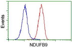 Flow cytometric Analysis of Hela cells, using anti-NDUFB9 antibody (ABIN2454333), (Red), compared to a nonspecific negative control antibody, (Blue). (NDUFB9 抗体  (AA 3-179))