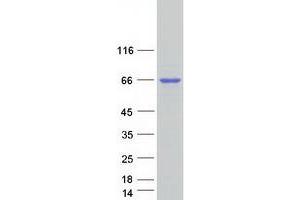 Western Blotting (WB) image for KH Domain Containing, RNA Binding, Signal Transduction Associated 1 (KHDRBS1) protein (Myc-DYKDDDDK Tag) (ABIN2731362)