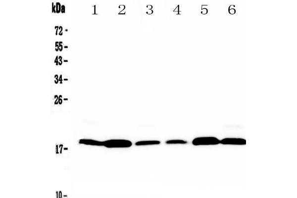 MED9 抗体  (AA 55-146)