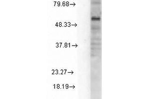 Western Blot analysis of Rat Cell line lysates showing detection of GABA A Receptor protein using Mouse Anti-GABA A Receptor Monoclonal Antibody, Clone S151-3 . (GABRA1 抗体  (AA 15-34) (Biotin))