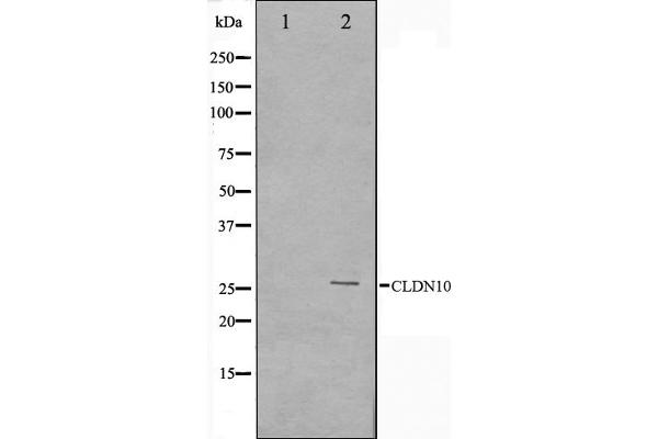 CLDN10 antibody  (C-Term)