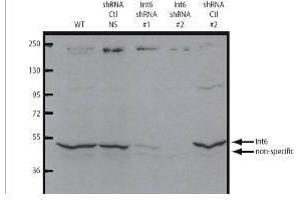 Western blot using  affinity purified anti-eIF3S6/Int6 antibody shows detection of endogenous eIF3S6/Int6. (EIF3E 抗体  (C-Term))