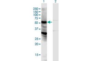 Western Blot analysis of LOC440348 expression in transfected 293T cell line by LOC440348 MaxPab polyclonal antibody. (NPIPL2 抗体  (AA 1-382))