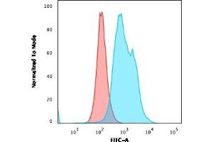 Flow Cytometric Analysis of PFA-fixed MOLT4 cells. (TYMS 抗体  (AA 60-174))