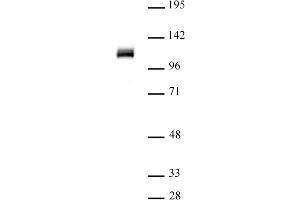 OGT/O-GlcNAc transferase (pAb) tested by Western blot. (OGT 抗体  (N-Term))