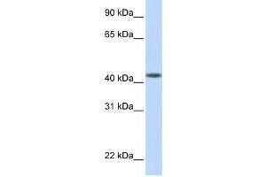 Western Blotting (WB) image for anti-DENN/MADD Domain Containing 1B (DENND1B) antibody (ABIN2459575)
