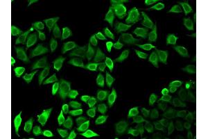 Immunofluorescence (IF) image for anti-V-Raf-1 Murine Leukemia Viral Oncogene Homolog 1 (RAF1) (AA 190-350) antibody (ABIN3020713)