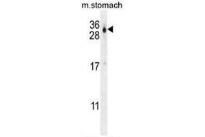 CU070 Antibody (C-term) western blot analysis in mouse stomach tissue lysates (35µg/lane). (CU070 Protein 抗体  (C-Term))