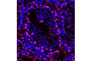 Immunofluorescence of paraffin embedded mouse testis using PHF10 (ABIN7075029) at dilution of 1:650 (400x lens) (PHF10 抗体)