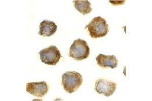 Immunohistochemistry (IHC) image for anti-Toll-Like Receptor 11 (Tlr11) (C-Term) antibody (ABIN1030742) (TLR11 抗体  (C-Term))