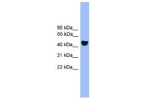 Western Blot showing ALDH3A1 antibody used at a concentration of 1.