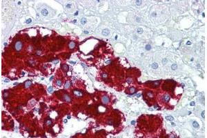Human Adrenal: Formalin-Fixed, Paraffin-Embedded (FFPE) (Podoplanin 抗体  (C-Term))