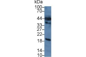 Detection of CASP12 in Rat Heart lysate using Polyclonal Antibody to Caspase 12 (CASP12)