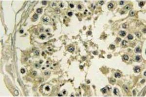 Immunohistochemistry analyzes of Hrs antibody in paraffin-embedded Human testis tissue. (HGS 抗体)