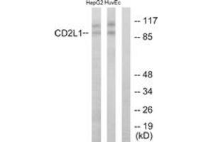 Western blot analysis of extracts from HuvEc/HepG2 cells, using CDC2L1 Antibody. (CDK11 抗体  (AA 10-59))